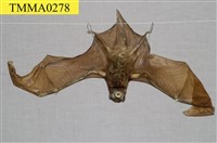 藏品(東亞長翼蝠)的圖片